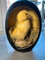 Echt opgezet eendje in half ei metaal 22 cm hoog, Ophalen of Verzenden, Opgezet dier