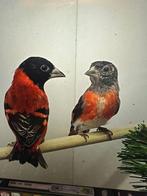 kapoetsen sijzen koppel, Dieren en Toebehoren, Meerdere dieren, Tropenvogel, Geringd