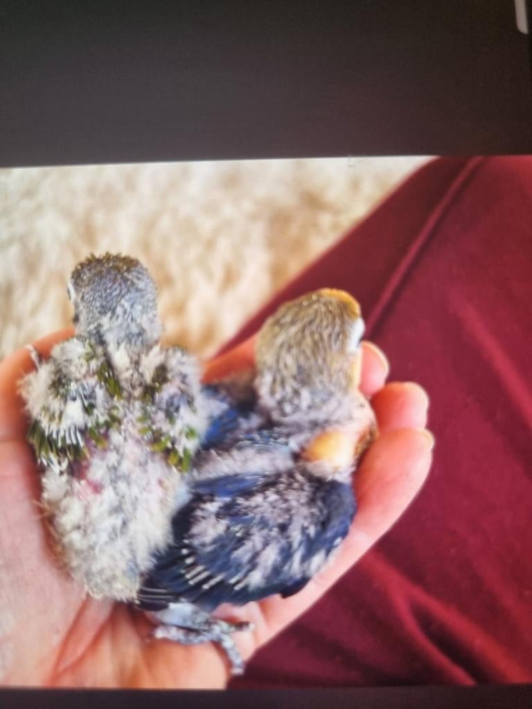 Dwergpapagaaien voor handtam, Geslacht onbekend, Dwergpapegaai of Agapornis