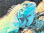 Blauwe leguaan te koop, Dieren en Toebehoren, Hagedis, Tam, 0 tot 2 jaar