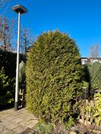 Gezonde conifeer van 2.5 meter, gratis af te halen, Tuin en Terras, Planten | Struiken en Hagen, Ophalen, Conifeer, Struik, 250 cm of meer