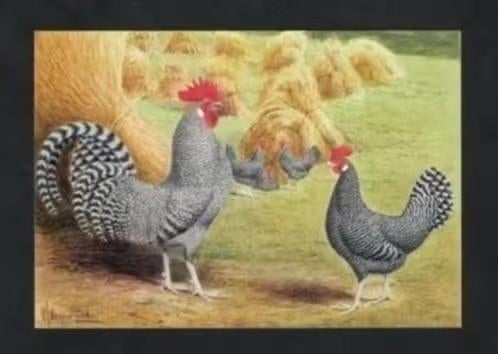 Pluimvee Kippen Fries Hoen koekoek Boerderij, Van Gink, Ophalen of Verzenden, 1980 tot heden, Ongelopen, Vogel