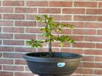 Bonsai Carpinus betulus, Ophalen, Bloeit niet, Halfschaduw, Overige soorten