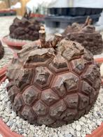 Caude plant Dioscorea Elephantipes var Montana potmaat  20cm, Huis en Inrichting, Kamerplanten, Overige soorten, Ophalen of Verzenden