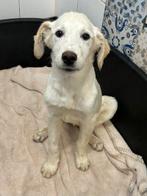 ACE: Minni hoopt nu op een warme thuis!, Dieren en Toebehoren, Honden | Niet-rashonden, Particulier, 8 tot 15 weken, Buitenland