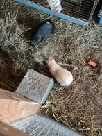 Vrouwtjes cavia's, Dieren en Toebehoren, Cavia, April, Vrouwelijk, Tam