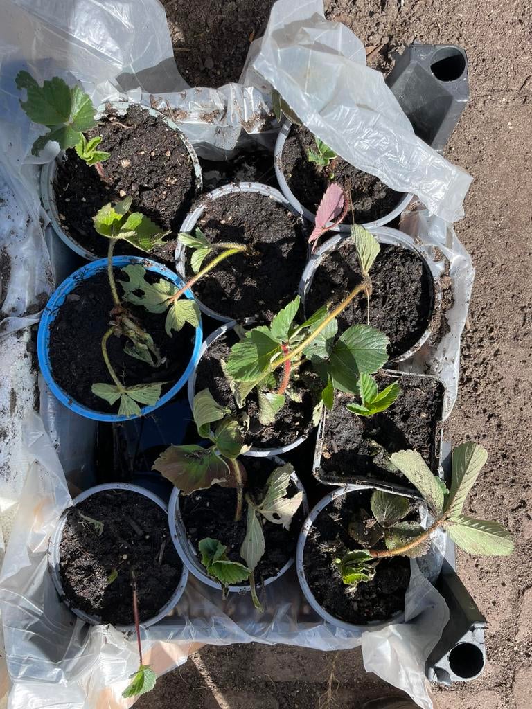 Aardbeienplantjes kweek je eigen aardbeien, Ophalen, Volle zon