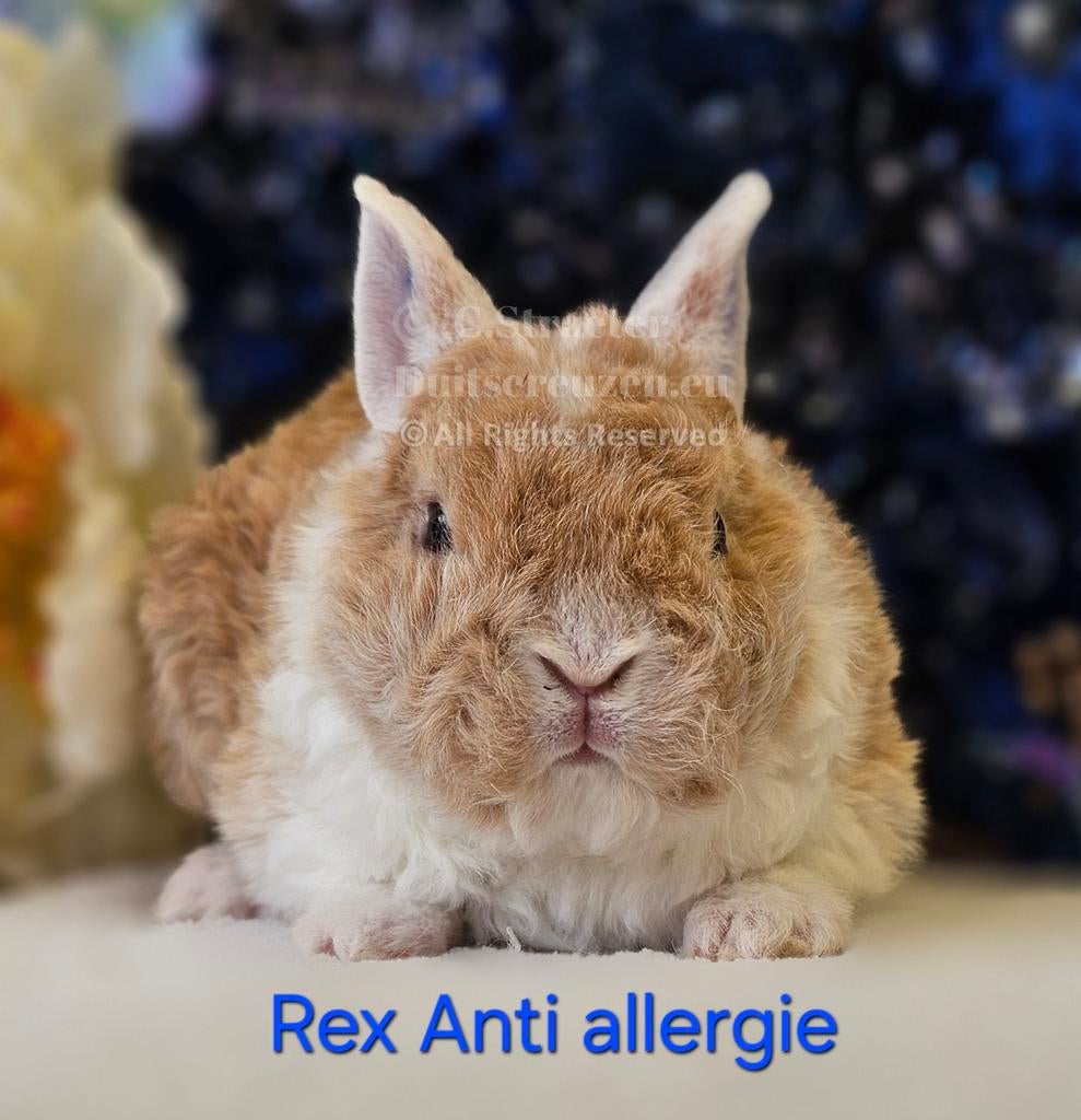 De ENIGE ECHTE mini loffelohr konijntjes, Dieren en Toebehoren, Konijnen, Meerdere dieren, Dwerg