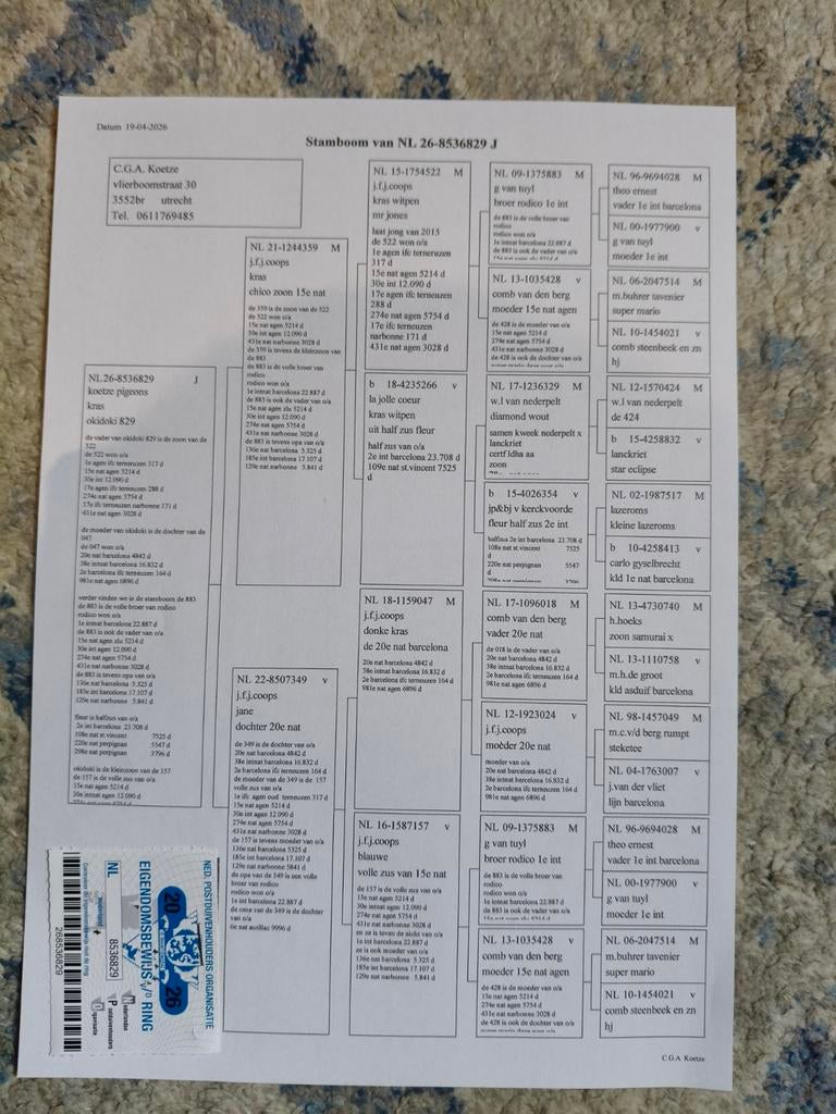 Jongen duif te koop met veel Barcelona bloed, Ophalen