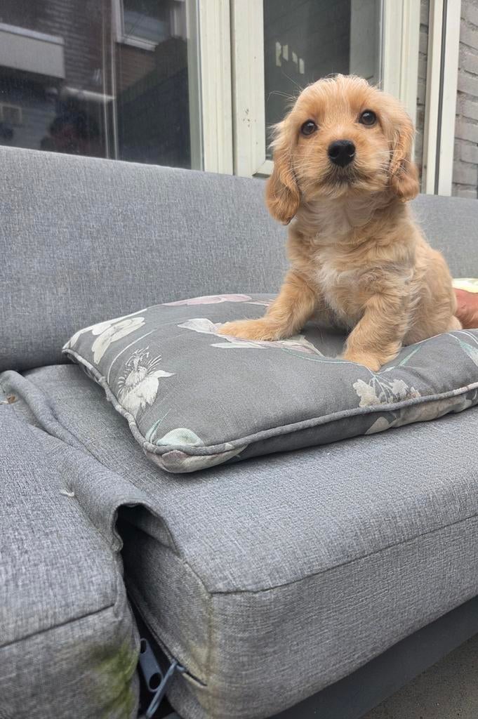 Boomer pups, Overige rassen, 8 tot 15 weken, Parvo, Meerdere