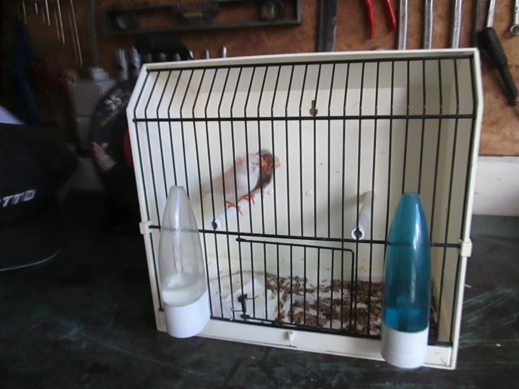 koppeltje zebra vinken  10euro, Dieren en Toebehoren, Meerdere dieren, Tropenvogel