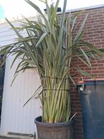 Phormium variegata, Ophalen of Verzenden