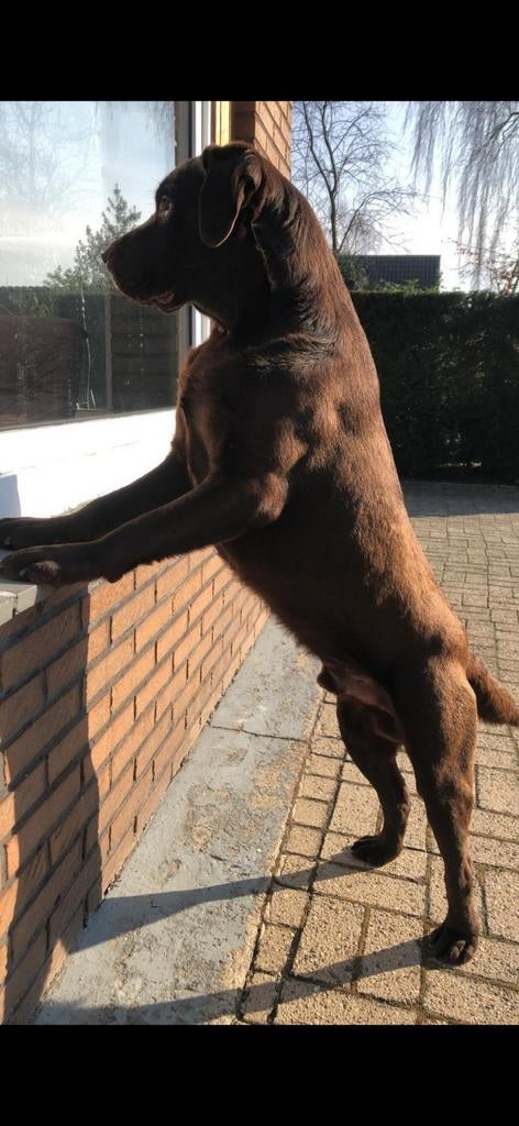 Labrador, Dieren en Toebehoren, Honden | Retrievers, Spaniëls en Waterhonden, 6 jaar of ouder, Reu, Labrador retriever, Parvo