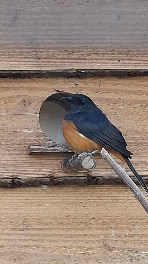 Shamalijster pop, Dieren en Toebehoren, Vrouwelijk