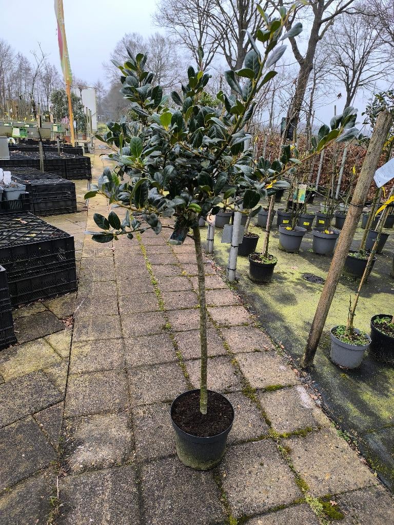 Ilex J.C. van Tol op stam| Hulst op stam, Halfschaduw, Lente, 100 tot 250 cm, Ophalen