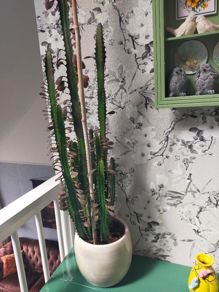 Cactus met pot, Ophalen, Cactus, Volle zon, Minder dan 100 cm