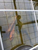 2 koi karpers, Karper of Koi