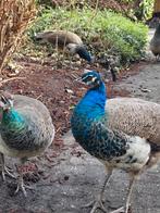 Pauw (mannetje 8 maanden), Dieren en Toebehoren, Pluimvee, Mannelijk, Overige soorten