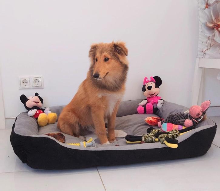 Sheltie Pup, Welpe, Dieren en Toebehoren, Honden | Herdershonden en Veedrijvers, Reu, Schapendoes, Particulier, Eén hond, Buitenland