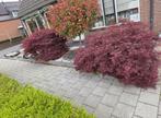 2 Japanse esdoorns, Tuin en Terras, Planten | Struiken en Hagen, Ophalen of Verzenden, Esdoorn, Struik, Minder dan 100 cm