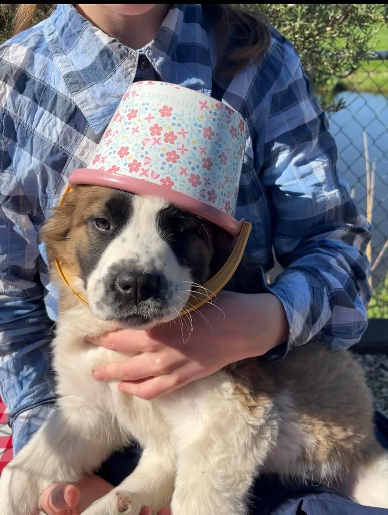 Mooie kruising Berner Sennen X Sint-Bernard pups, 8 tot 15 weken, Groot, Meerdere, Meerdere dieren