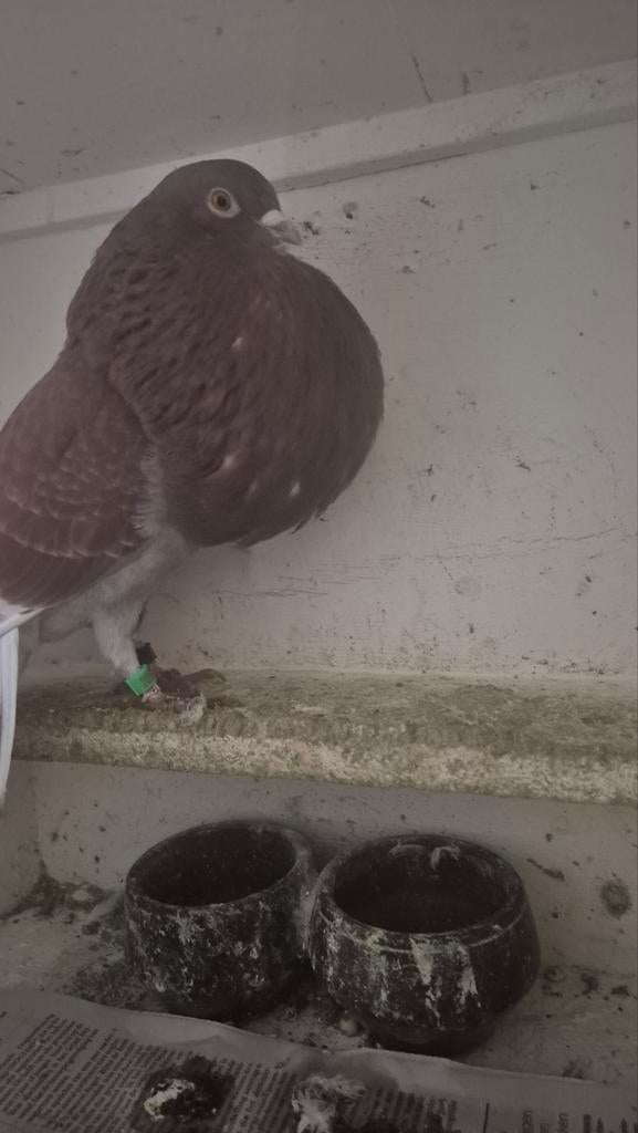 Rooie bastaard gaditano duif, Dieren en Toebehoren, Vogels | Duiven, Vrouwelijk, Kropper