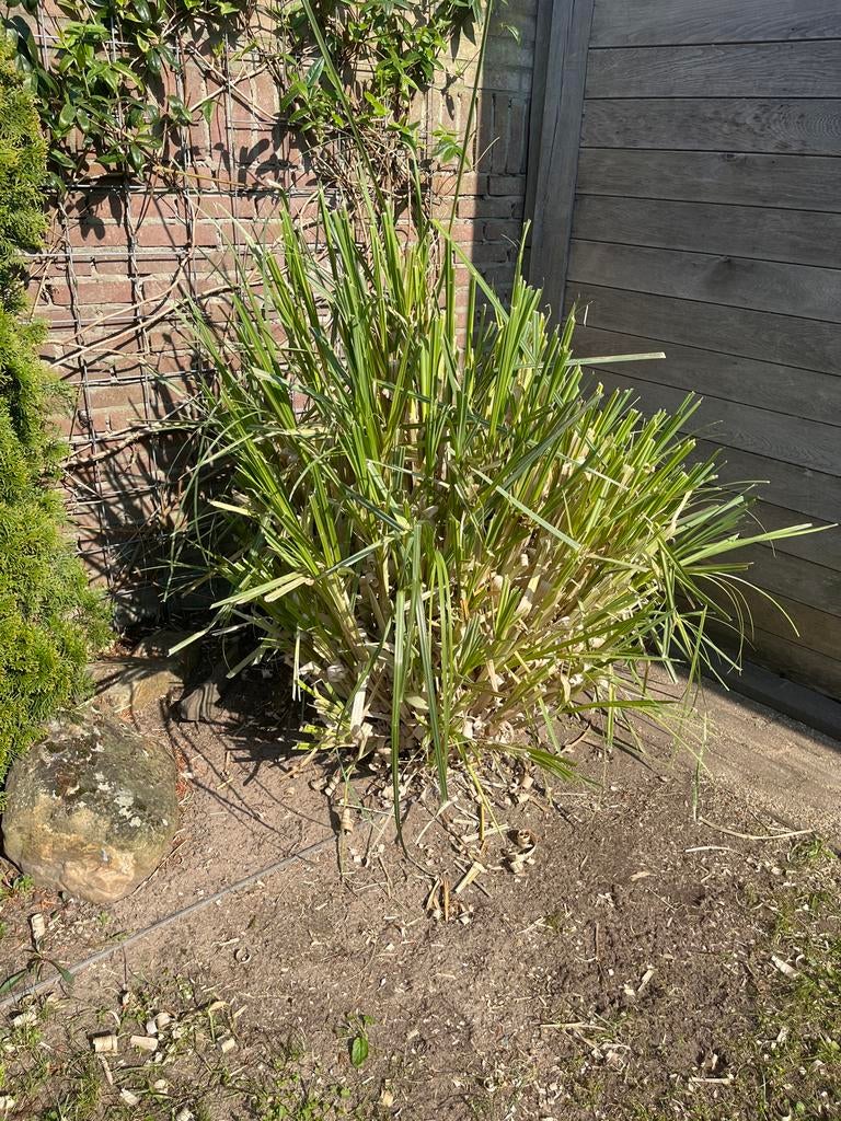 Pampas grasplant, Tuin en Terras, Ophalen, Volle zon, Vaste plant, Siergrassen