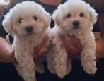 Maltipoo pups, Parvo, Overige rassen, 8 tot 15 weken, Meerdere