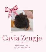 100% Raszuivere, lieve, tamme, jonge cavia (zeugje), Dieren en Toebehoren, Knaagdieren, Vrouwelijk, Tam, Maart, Cavia