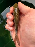 Ginrin chagoi!, Karper of Koi