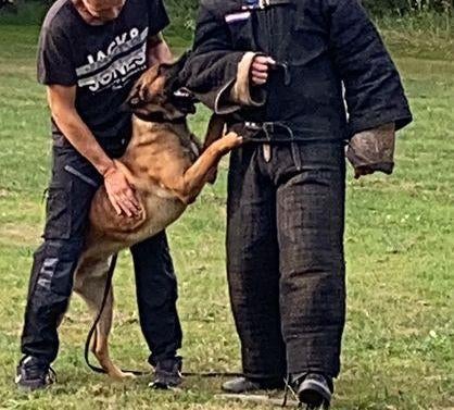 ‼️Gezocht ‼️, Dieren en Toebehoren, Honden | Herdershonden en Veedrijvers, 1 tot 2 jaar, Meerdere, Meerdere dieren, Herder