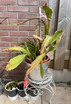Grote Epiphyllum cactus orchidee met pit, Vaste plant, Halfschaduw, Lente, Ophalen
