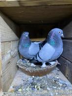 Takla duiven, Dieren en Toebehoren, Vogels | Duiven, Meerdere dieren, Postduif