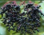 Tk: Vlierbessen - gezond lekker (Sambucus nigra) inheems, Ophalen, Volle zon, Vaste plant, Fruitplanten