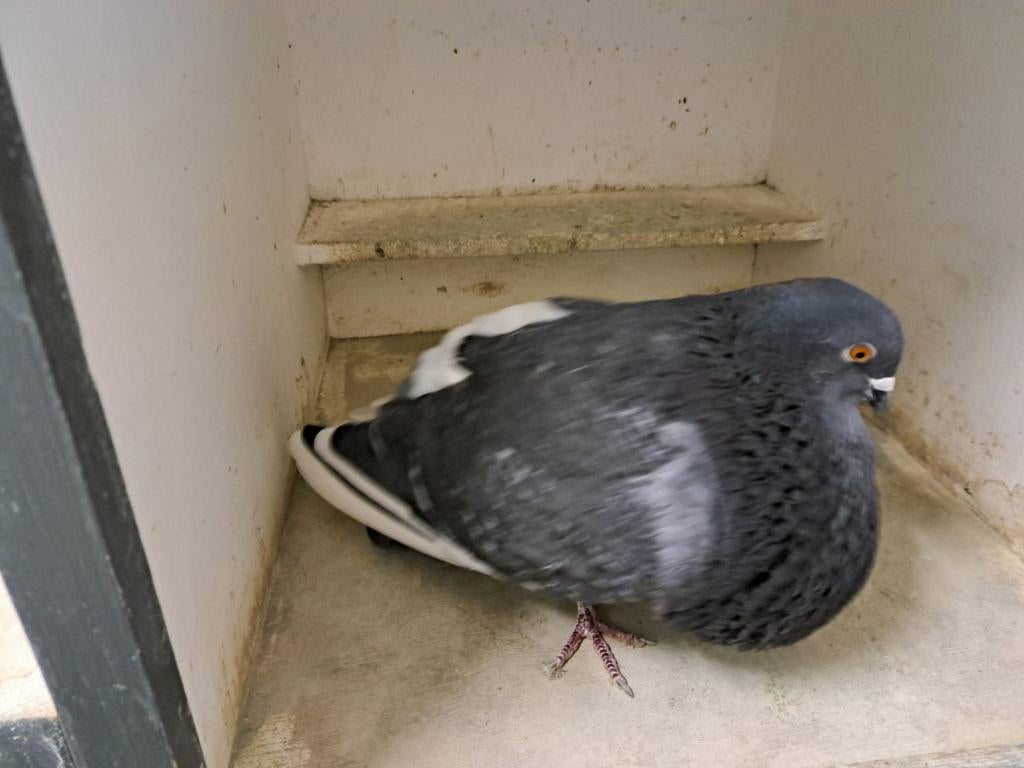 Doffer niet gevangen kropper, Dieren en Toebehoren