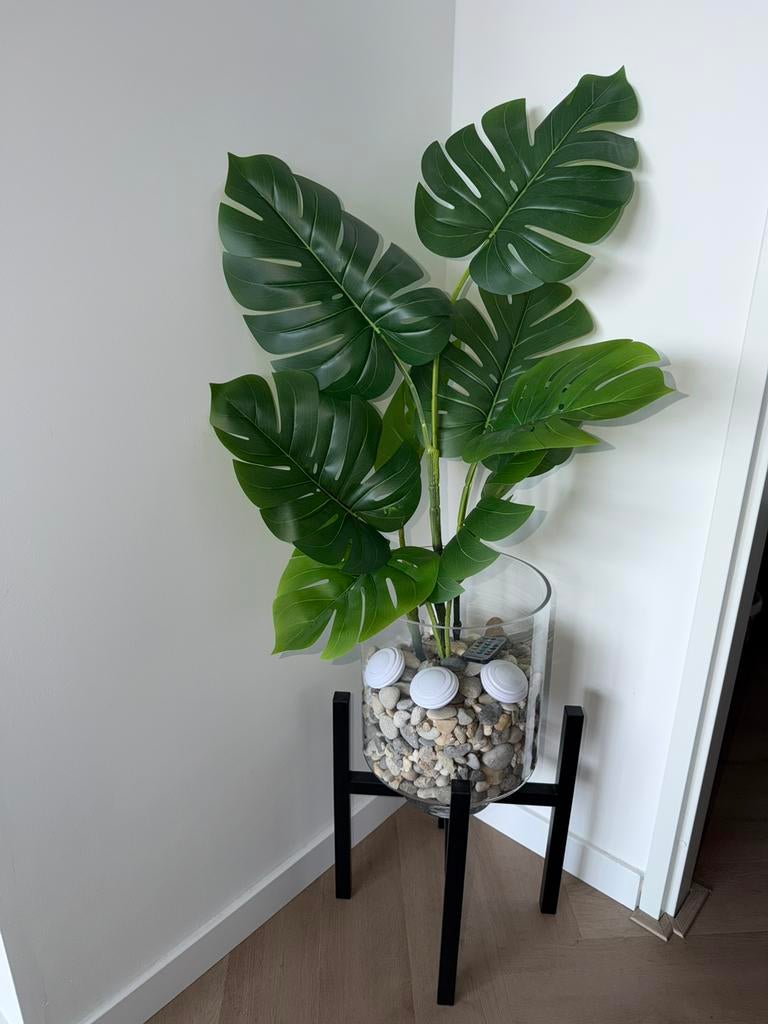 Kamerplant, Ophalen, Halfschaduw, Minder dan 100 cm