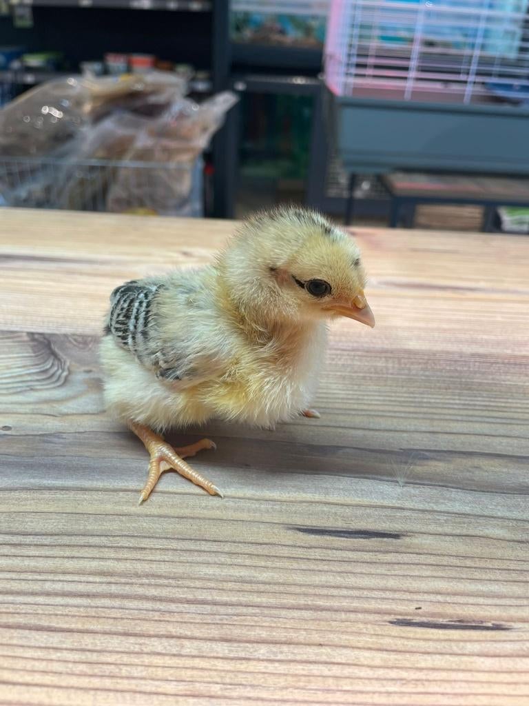 Kleurleggers kuikens, Dieren en Toebehoren, Pluimvee, Meerdere dieren, Kip