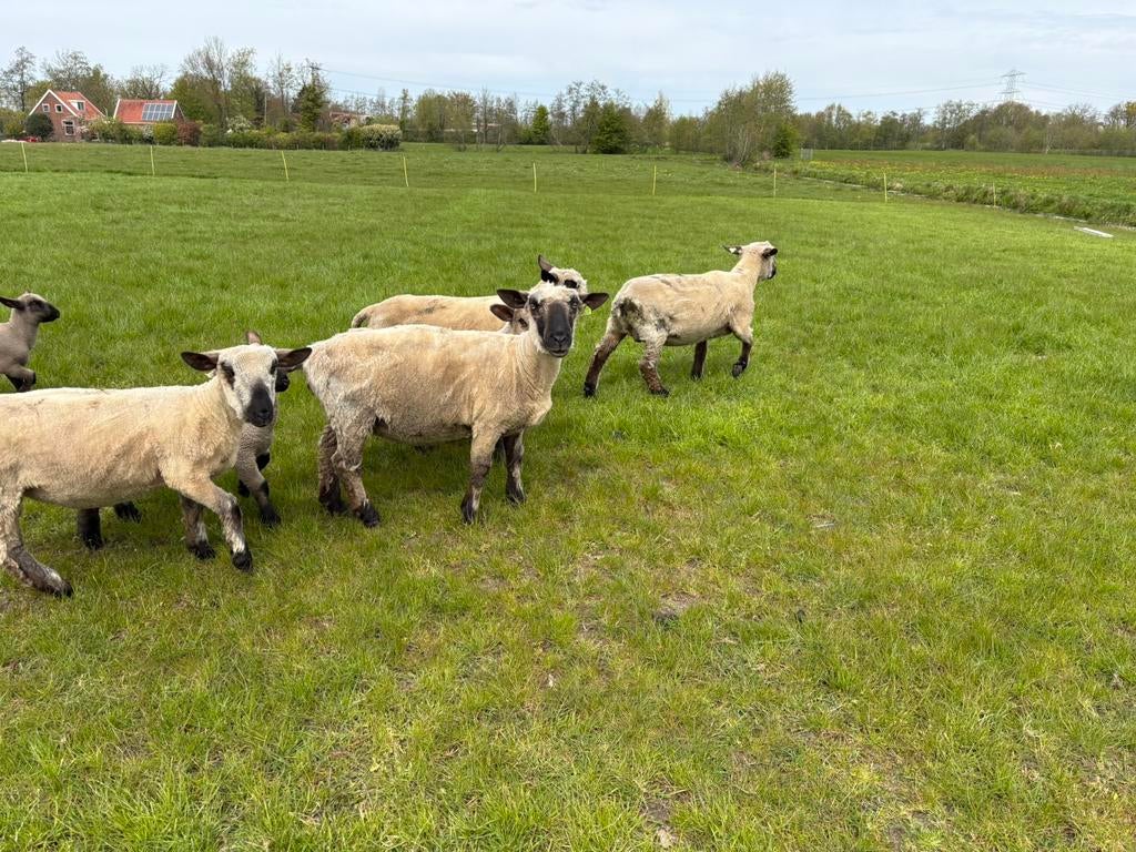 Hamshire down ooi, Vrouwelijk, Schaap