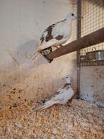 Tortelduiven in diverse kleuren, Meerdere dieren, Overige soorten