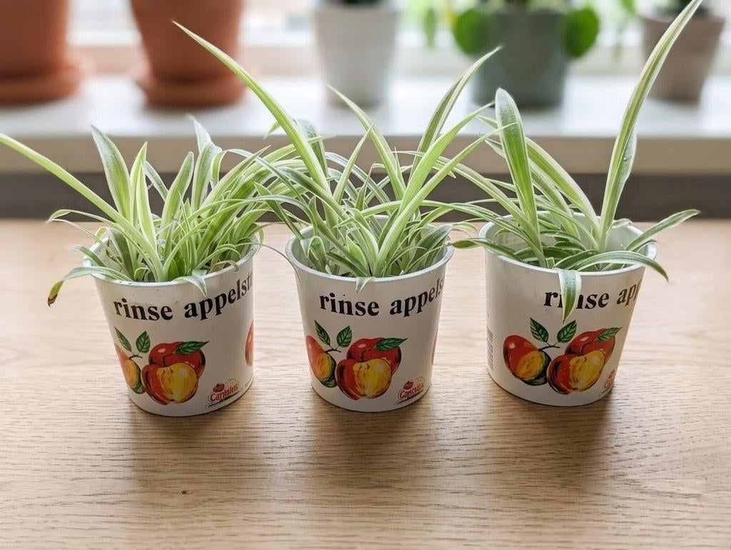 Graslelie stekken 1,50  alle 3 voor 4,00, Groene kamerplant, Ophalen, Halfschaduw, Minder dan 100 cm