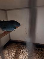 Broedkoppel blauwe catharina's, Mannelijk, Parkiet