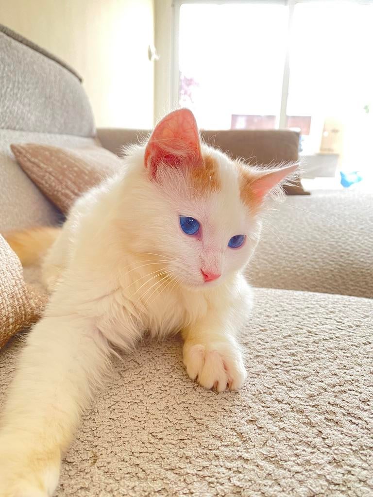 Kitten tekoop!!, Dieren en Toebehoren, 0 tot 2 jaar