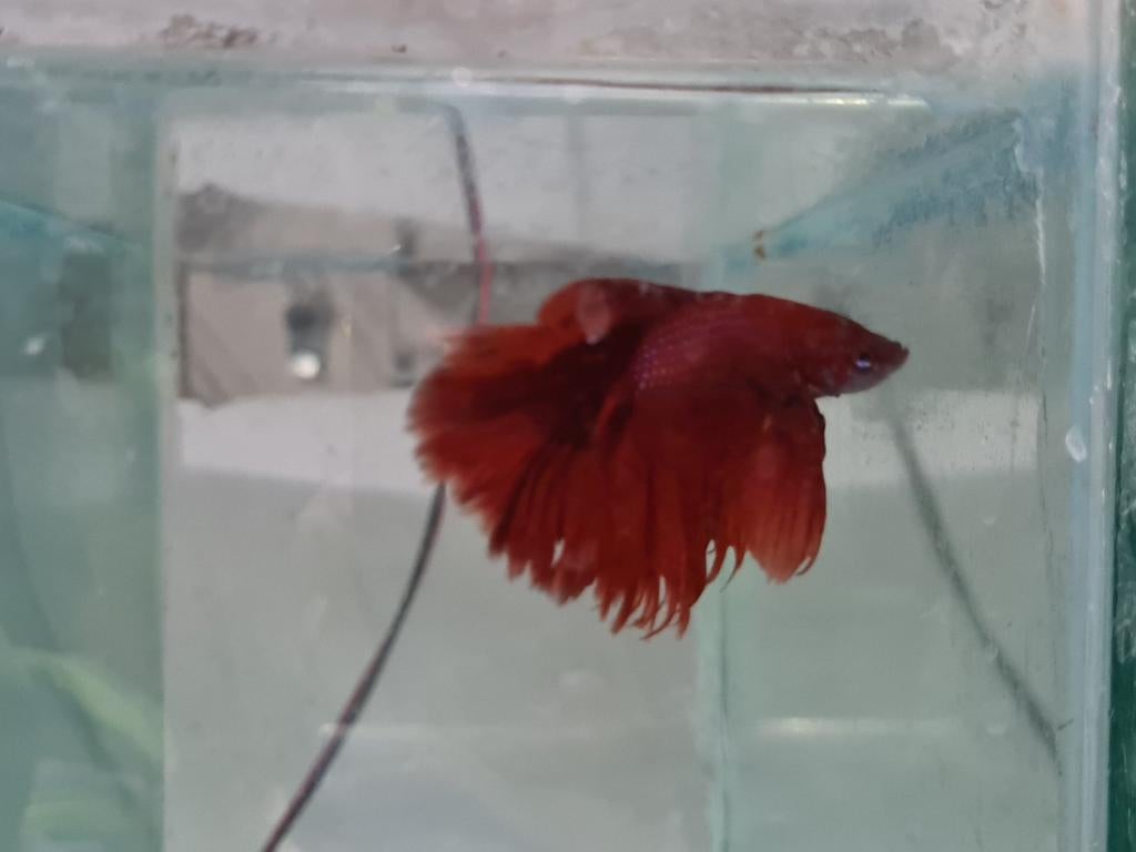 Betta splendens super delta kempvis man