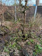 Perenboom 40 jaar oud  gratis afhalen, Tuin en Terras, Planten | Bomen, Ophalen of Verzenden, Volle zon, Overige soorten, 100 tot 250 cm