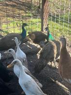 Jonge pauwen mannen, Dieren en Toebehoren, Pluimvee, Mannelijk, Overige soorten