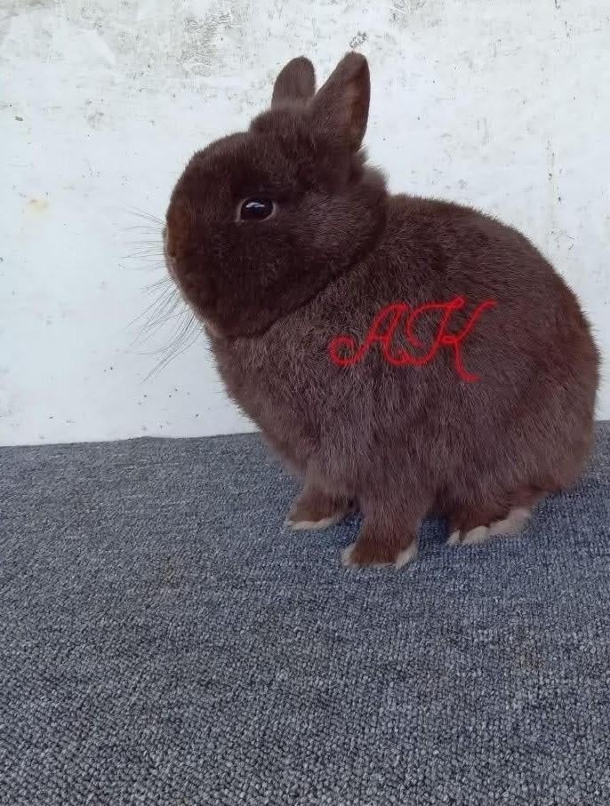 Fraaie kleurdwerg bruin mag weg ram van 2025, Dieren en Toebehoren, Mannelijk, Dwerg