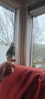 Kakariki te koop, Mannelijk, Parkiet, Tam