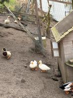 Twee witte EK kwakertjes te koop van vorig jaar juli., Dieren en Toebehoren, Pluimvee, Meerdere dieren