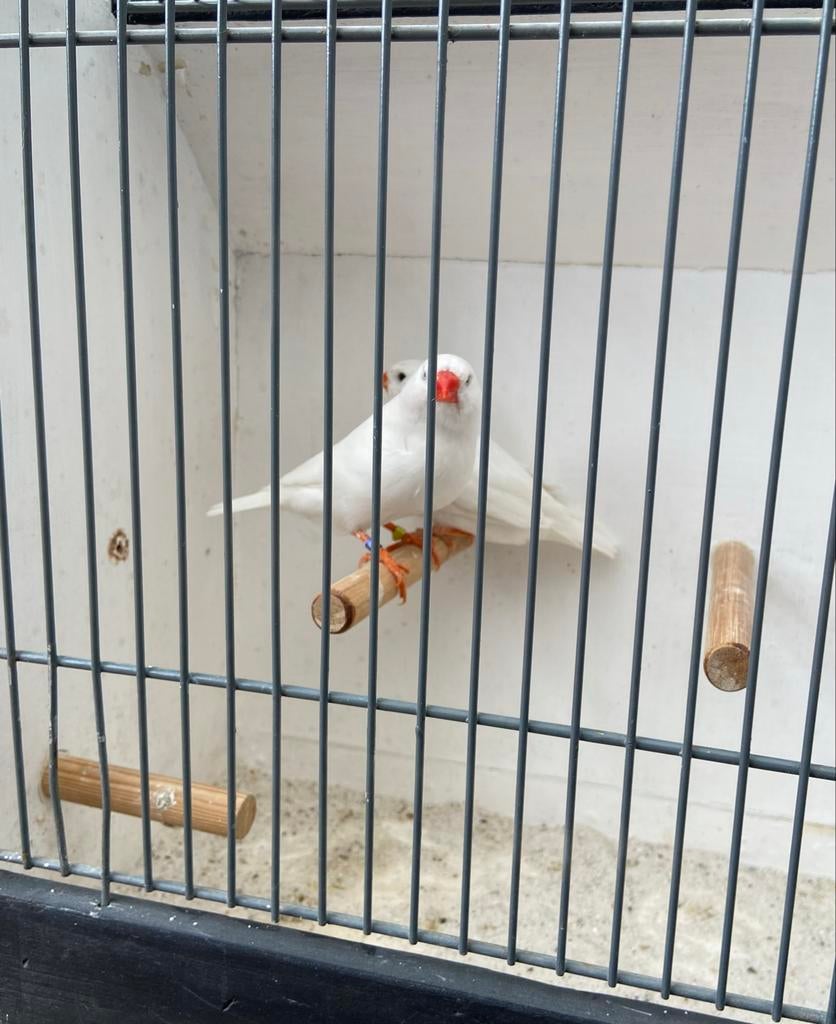 Kweekkoppel grote witte zebravinken, Dieren en Toebehoren, Vogels | Overige Vogels, Meerdere dieren