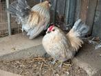 Tekoop twee antwerpse baardkriel haantjes, Dieren en Toebehoren, Pluimvee, Mannelijk, Kip